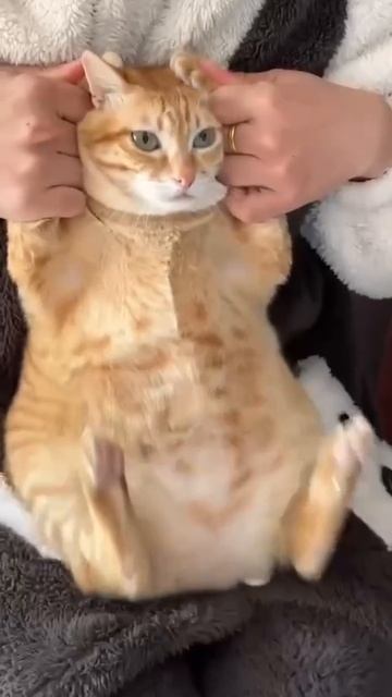 Танец живота от котика