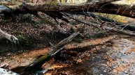Куча красиво поваленных деревьев у ручья. Умиротворение природы. Шум воды на видео. Релакс.