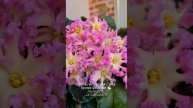 Фиалка АВ-Египетская Сила 🐇🌸 - вытянутые лепестки "звезд" и чудесное сочетание жёлтого