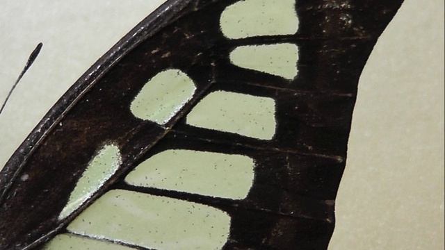 ИЗ МИРА: 145. Graphium cloanthus