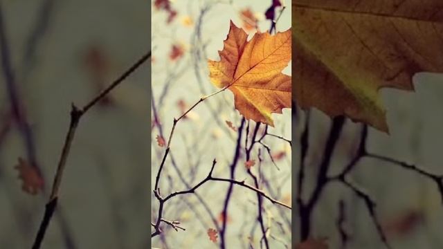 ВИА «Виктория ТРИ» - Туманы