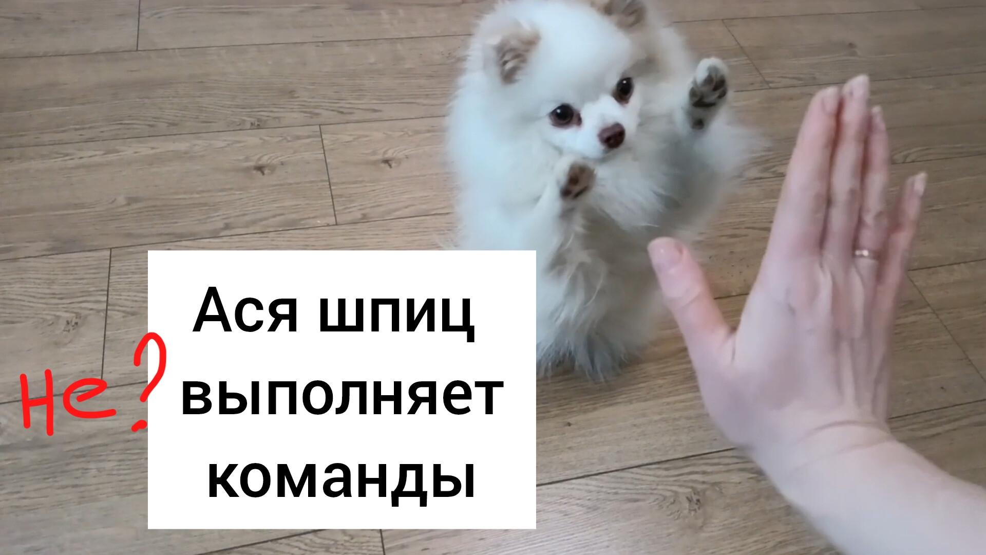 Как Ася Шпиц выполняет команды. Знать и выполнять - это разные вещи