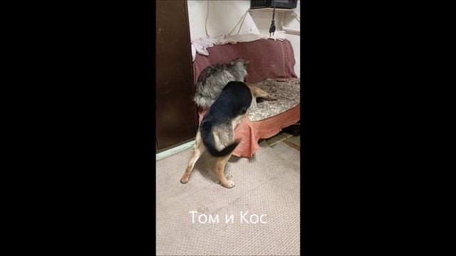 Кот. Собака. овчарка. Том и Кос