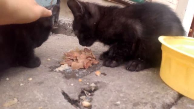 Бедные котята!😢😢😢