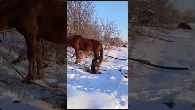 Отмечаем мужской праздник на лошадях