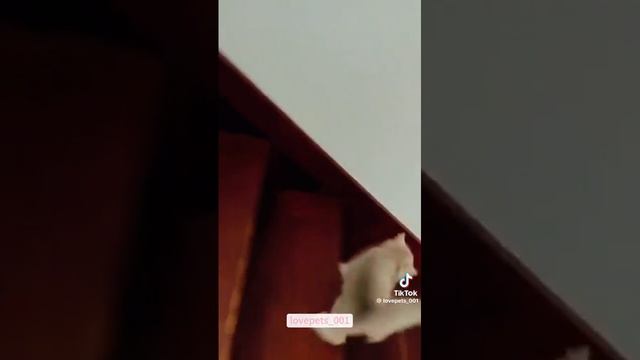 Смешные котики часть 1