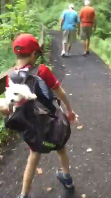 Yorkie and maltipoo in book bag