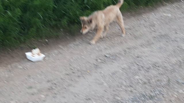 Бурый(Мишка):"Ты что,Моня,объедков пожалела?"