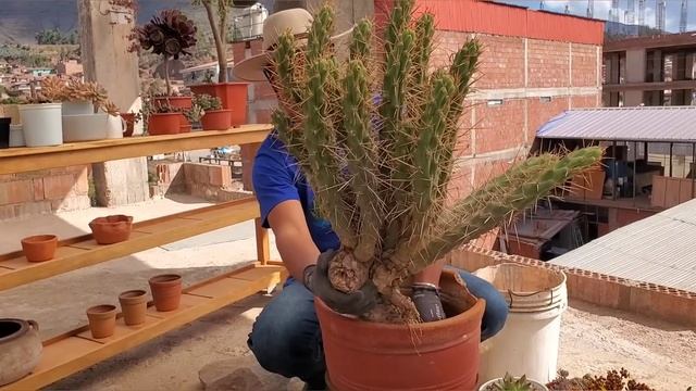 Cómo plantar CACTUS ESPINOSO | Austrocylindropuntia Subulata | SUSTRATO para cactus, tips y más 😉👍🌵