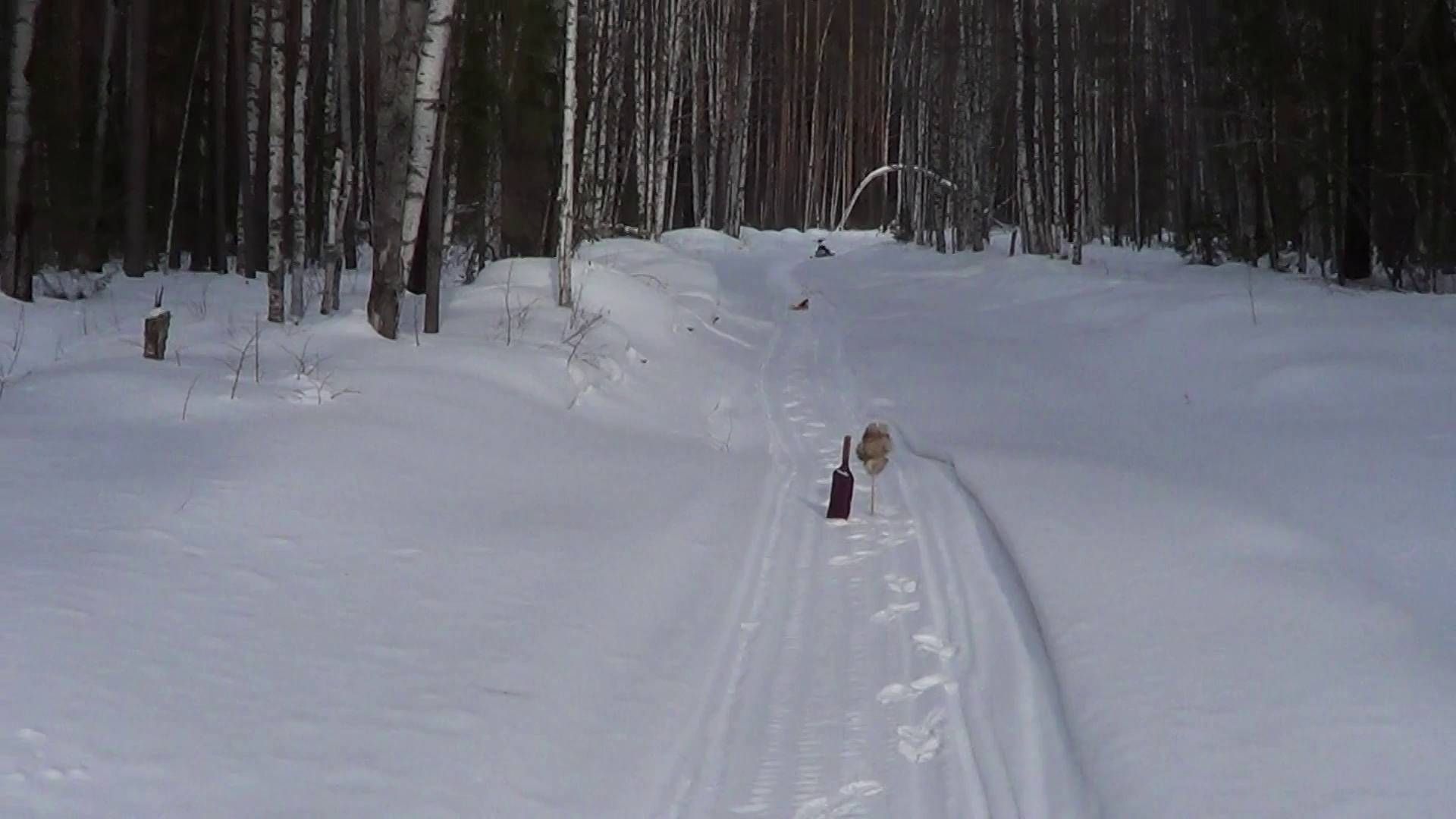 ЗАКРЫЛ КАПКАНЫ НА КУНИЦУ / ПРОДОЛЖАЮ ОХОТУ НА ВОЛКА. Сезон 24-25г.