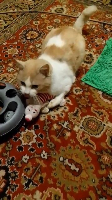 Бананчик и его игрушечная свинка