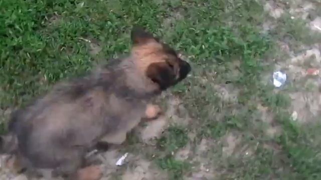 Гуляки на каникулы 1 часть