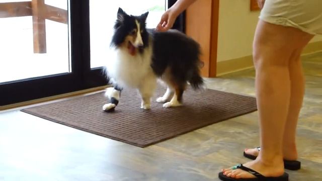 Niki The Sheltie With Her New Carpal Brace