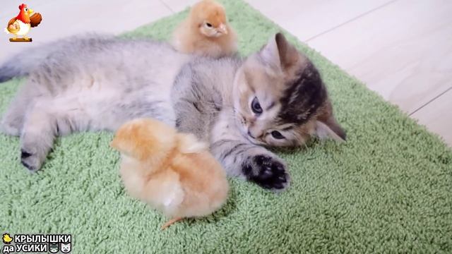 Утята и Цыплята - Кошки и котята (227) Хвостики да Усики ❣️🐈🐤