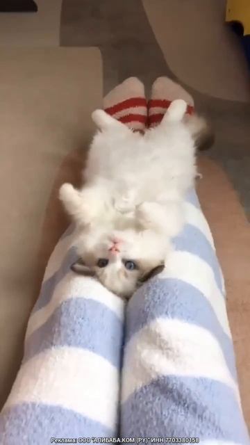 Котенок качается на ногах