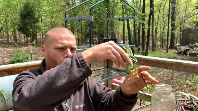Propagate Blueberries | FREE PLANTS | Homesteading | Prepping