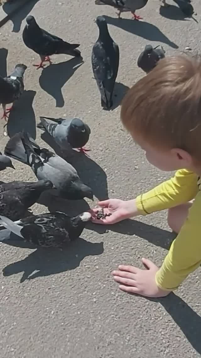 Дети кормят голубей с руки