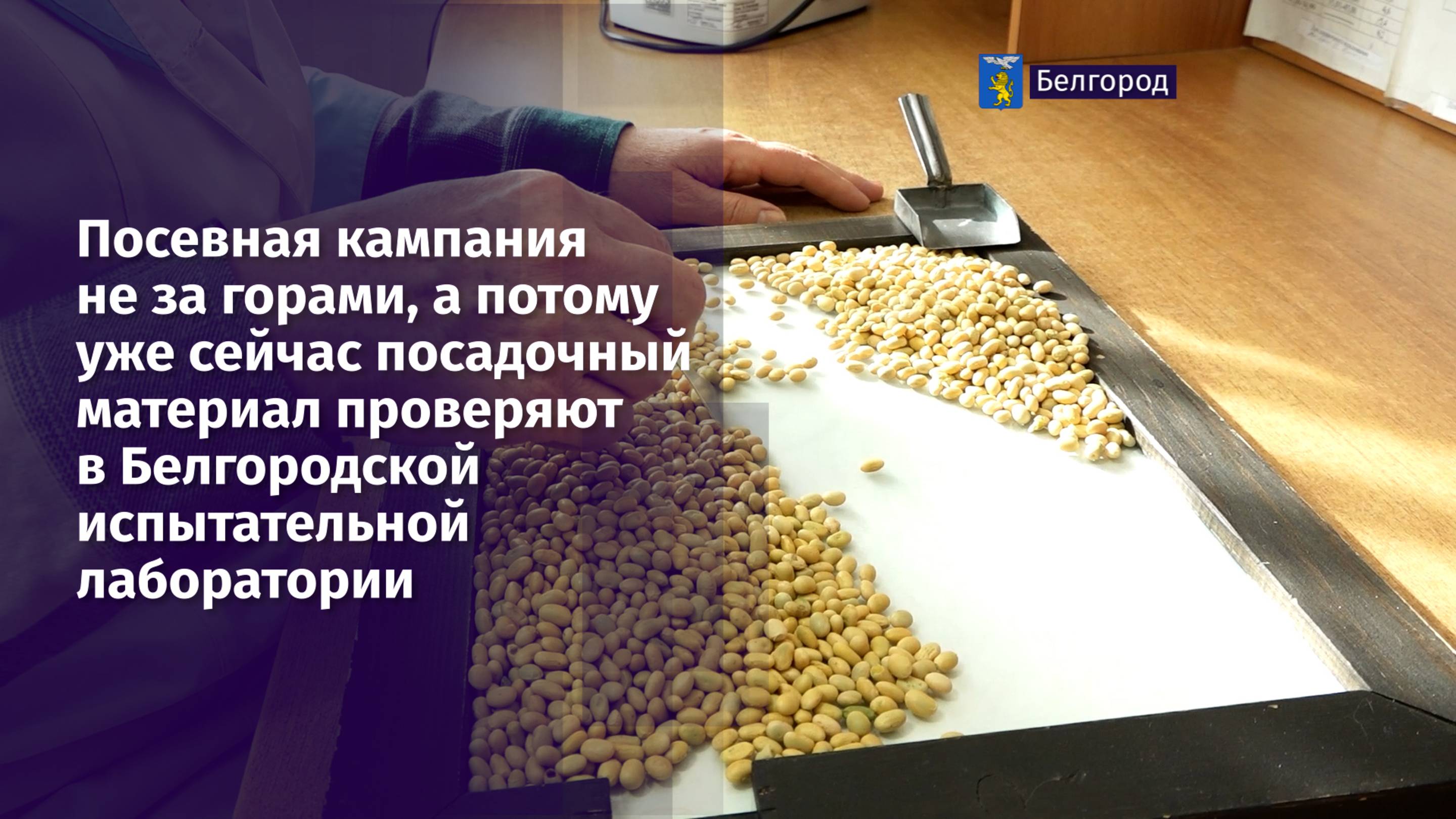 В Белгородской  испытательной лаборатории проверяют посадочный материал