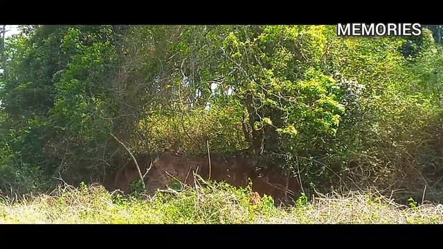 leopard pissing peeing territory marking #leopard #leopardvideo #nagarahole #nagaraholetigerreserve