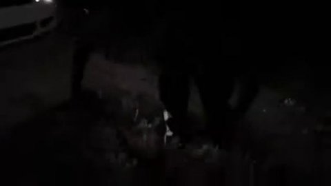 конопелька