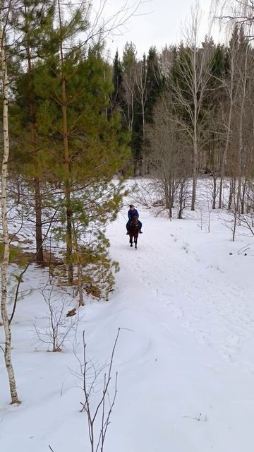 Светлана на Аквилоне преодолевает крутой подъем. #horse, #каспер, #аквилон, #ксккаспер, #kskcasper