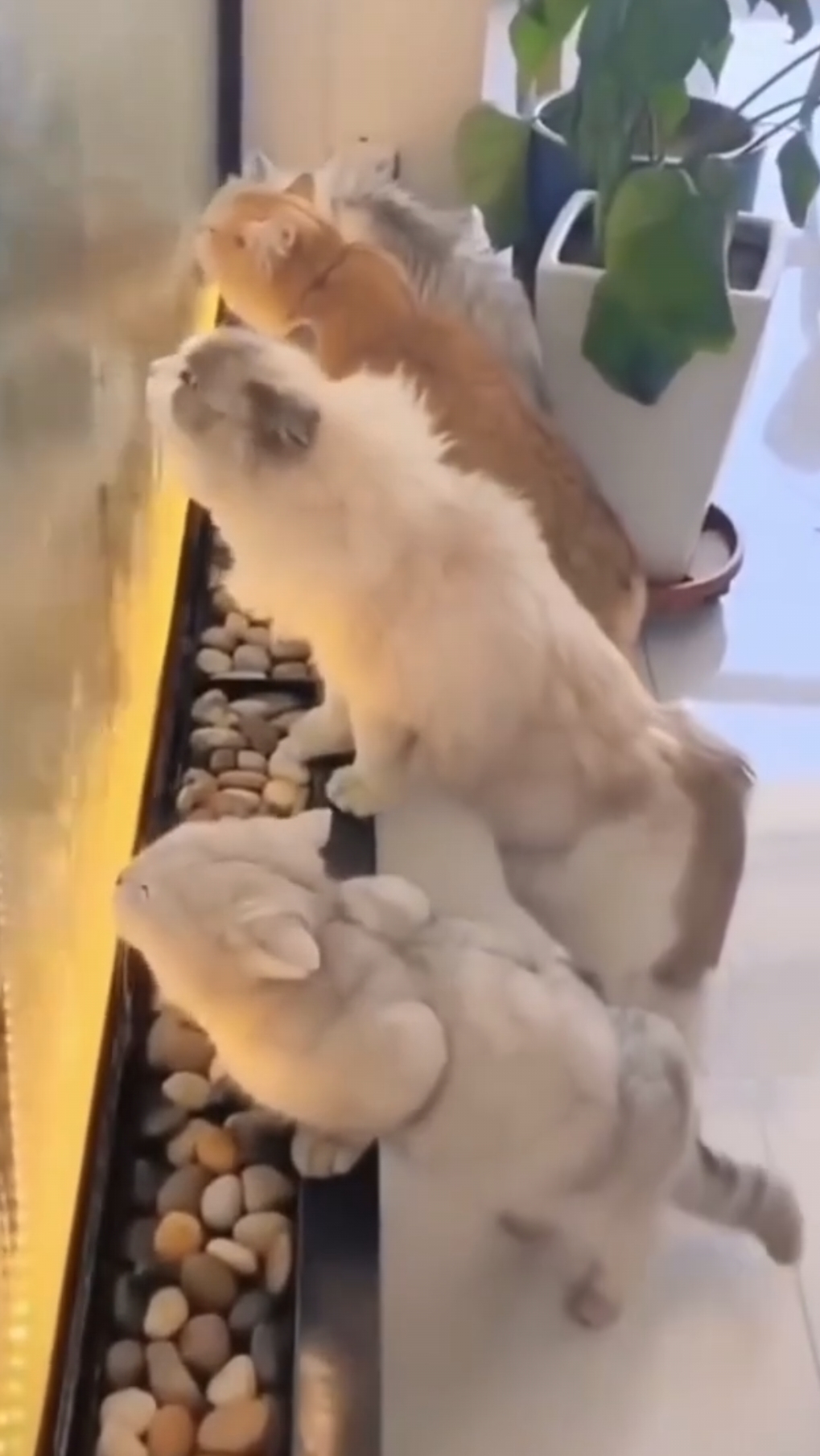 Котики очень хотят пить