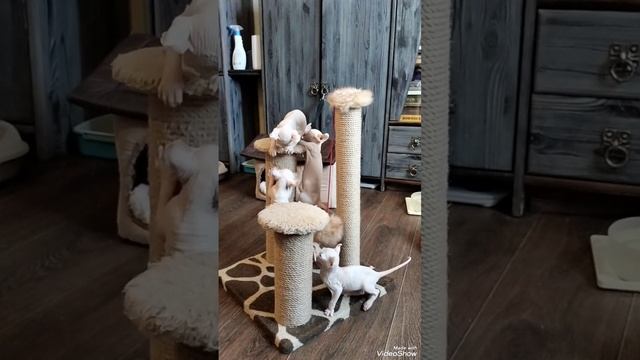 1000068701.mp4