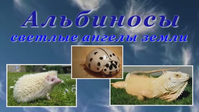 Альбиносы - светлые ангелы земли