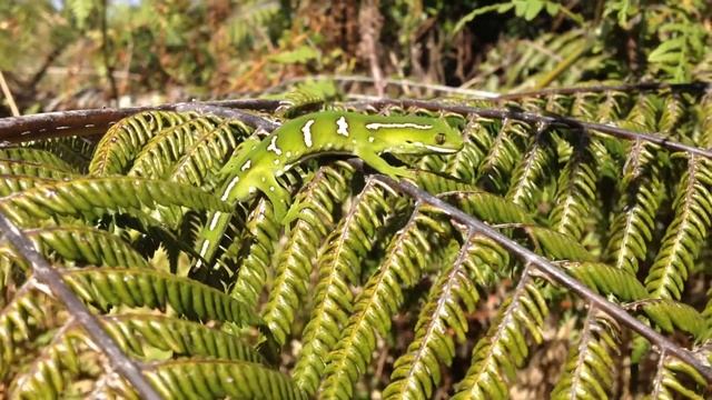 WILD NEW ZEALAND GREEN GECKO (Naultinus spp.)