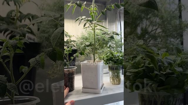 ВЫТЯНУЛАСЬ РАССАДА ТОМАТОВ? СРОЧНО СДЕЛАЙ ТАК! Рассада их чахлой в жирную за 1 день #томаты#рассада