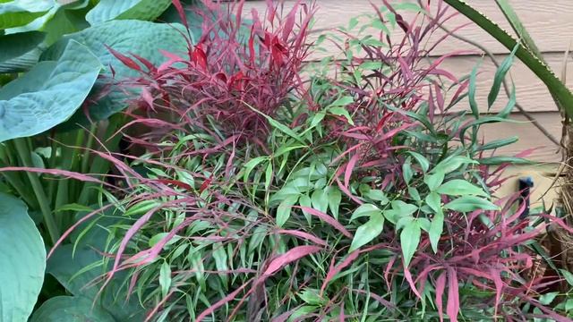 Nandina “burgundy wine”, great color from an easy plant.