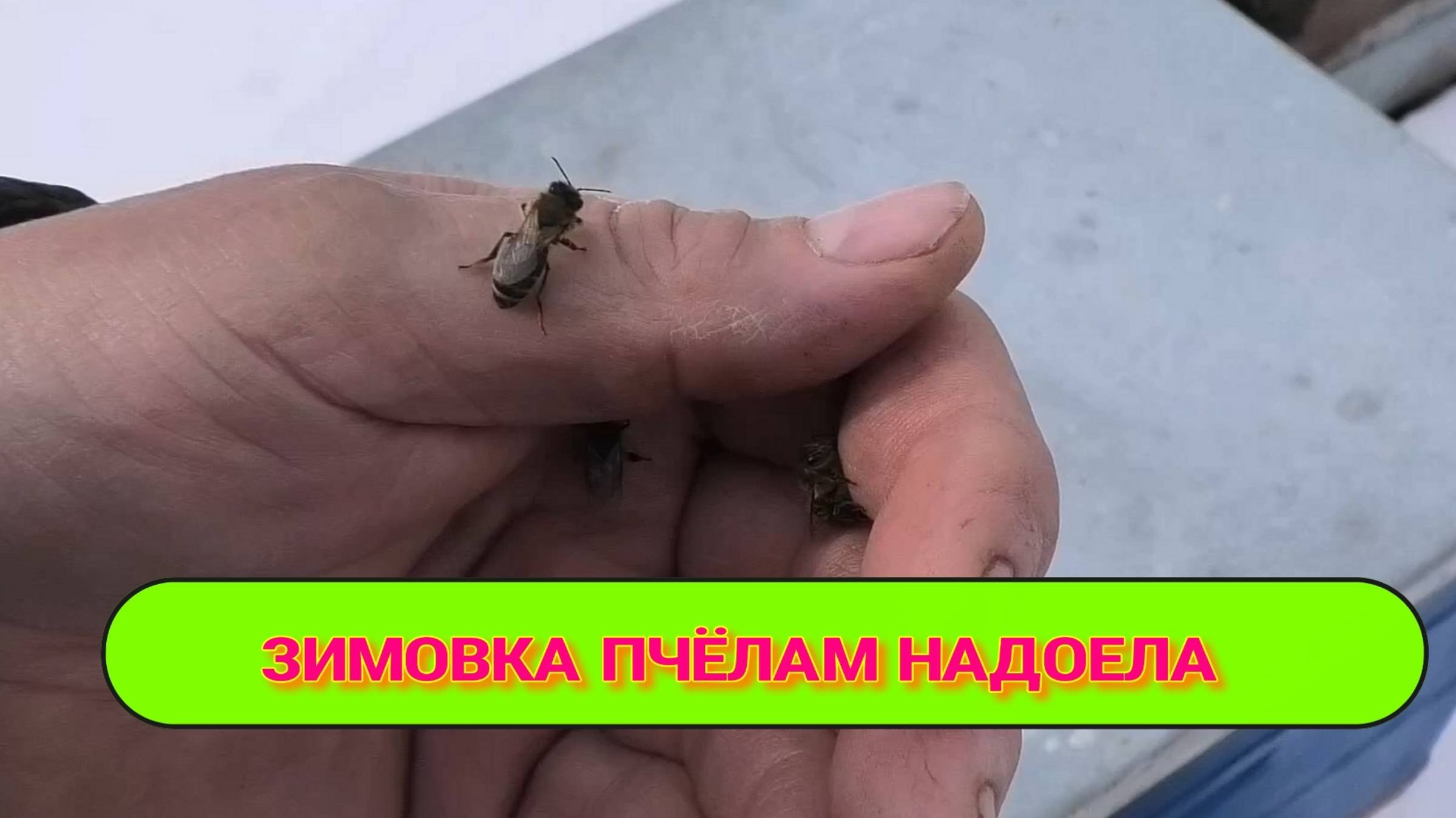 ПЧЕЛАМ НАДОЕЛО ЗИМОВАТЬ.