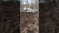 Стадо пришло, все перекопали