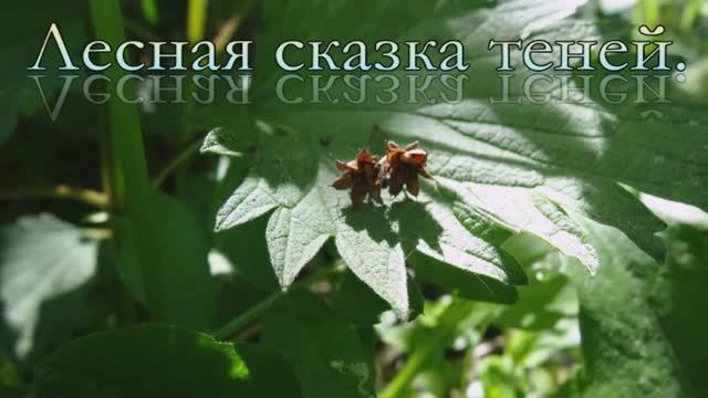 Лесная сказка теней.