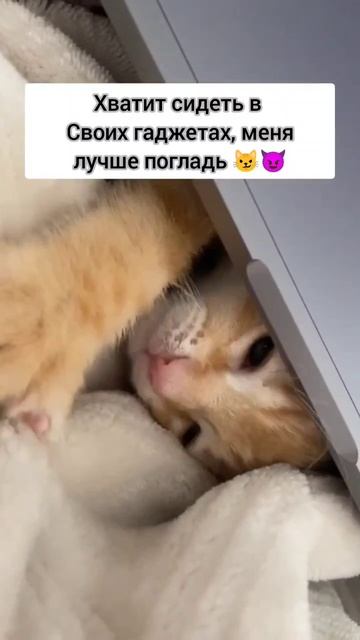 погладь котика