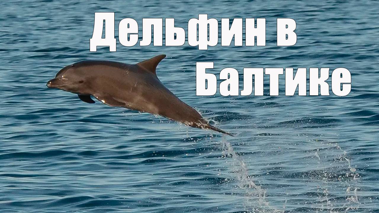 Дельфины в Балтийском море