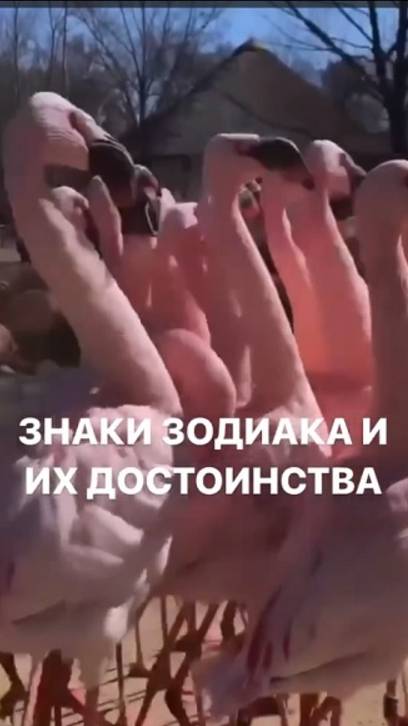 Главное из гороскопа всех 12 знаков Зодиака