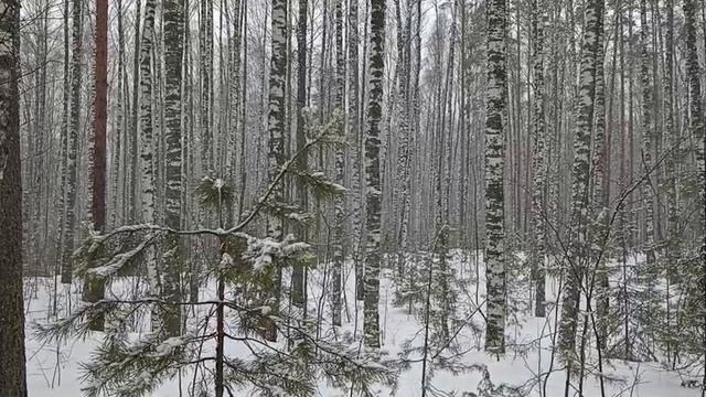 Мартовский снег в Вятском лесу.