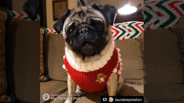 Lola loves her Gingerbread Man Holiday Sweater Vest!