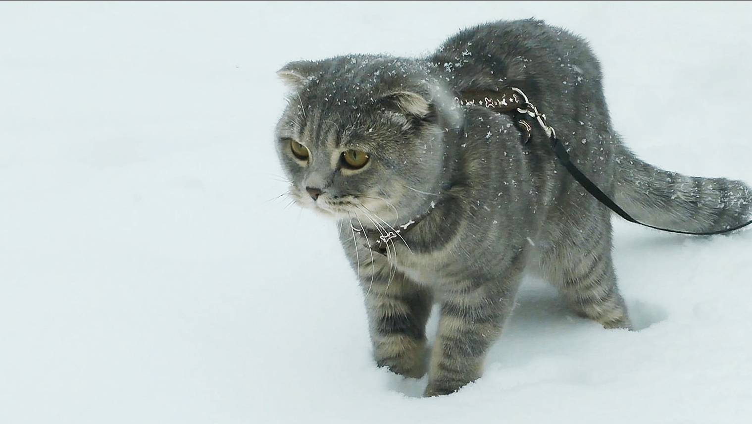 Барсик и первый снег