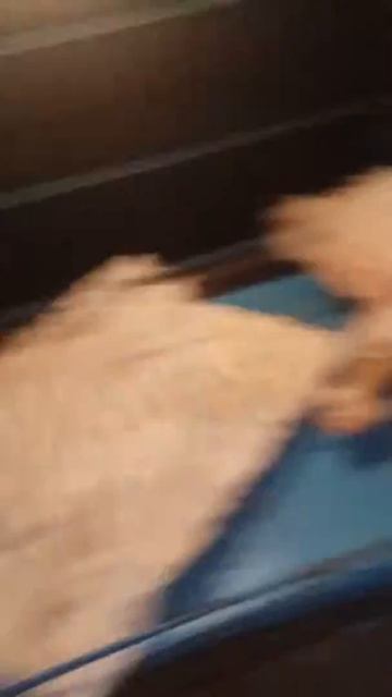 Gastric ulcer in dog