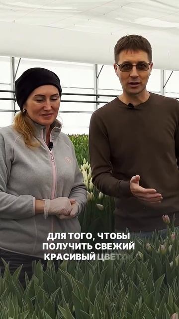 Новый тепличный комплекс | Новый бизнес |  Бизнес за год | 210 000 тюльпанов | Кейс