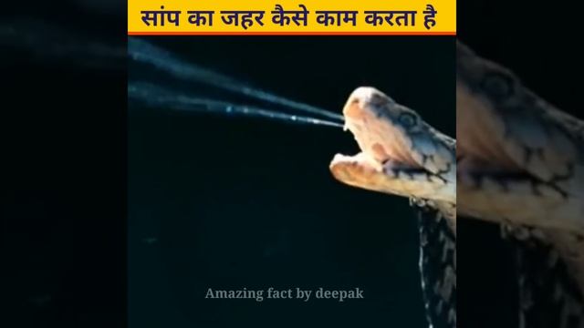 सांप का जहर काम कैसे करता है | #shorts