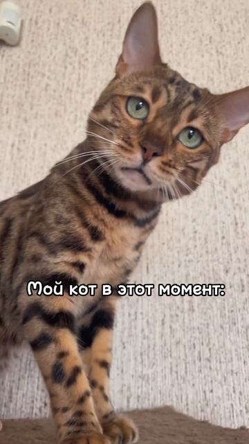 Новая профессия нарисовалась  #bengalcat #бенгальскийкот #бенгал #cat #юмор #чтодумает  #кот