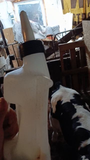 С прибавленицем🐄😍🎉