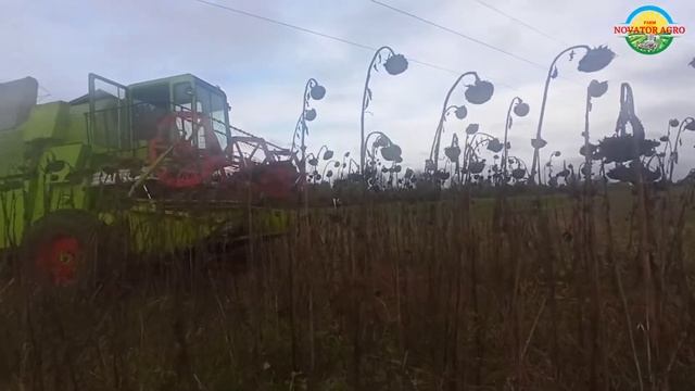 Соняшник зерновою жаткою. Збираємо врожай соняшника простою зерновою жаткою. Claas Mercator 70.