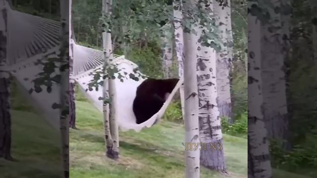 🐻 Медведь полностью проиграл свой бой против гамака.