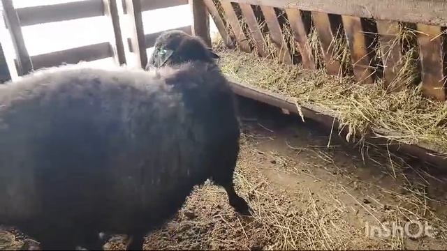 Начался окот этого года.