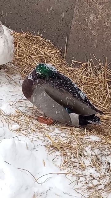 УТКИ ЗАМЁРЗЛИ 🥶