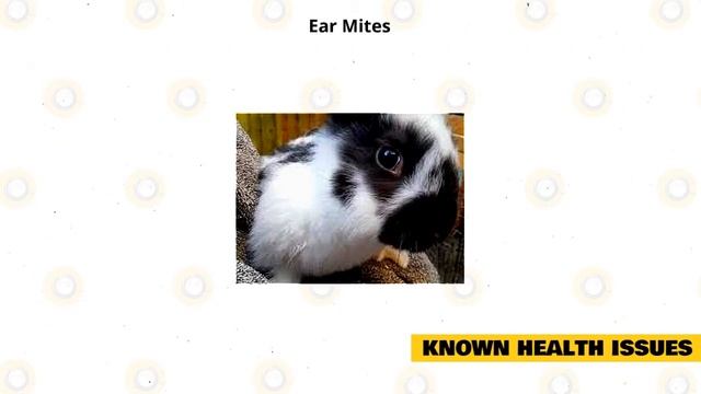 Checkered Giant Rabbit 101